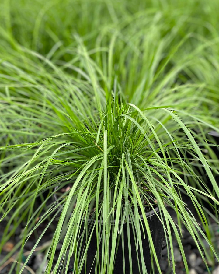Deschampsia cespitosa (Tufted Hair Grass)