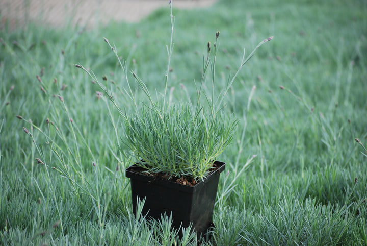 Dianthus gratianopolitanus 'Firewitch' (Garden Pinks)