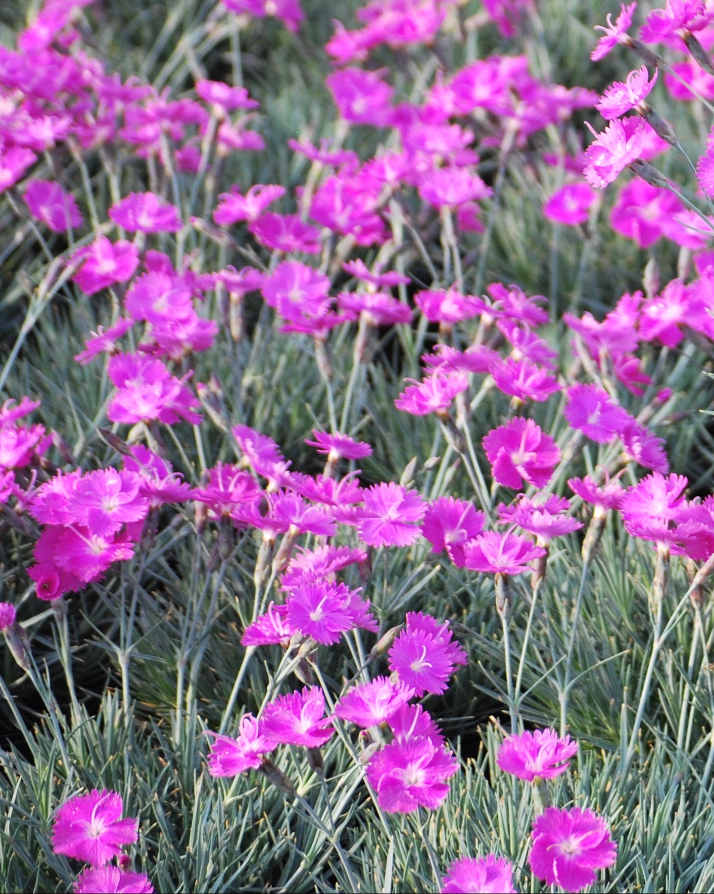 Dianthus gratianopolitanus 'Firewitch' (Garden Pinks) – Perennial