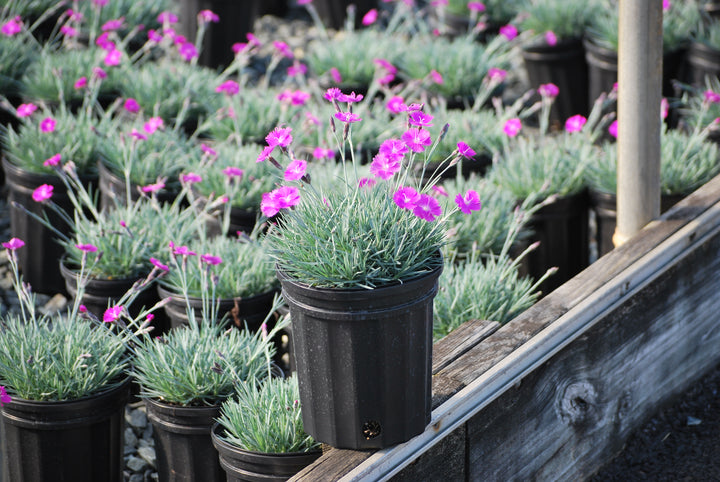 Dianthus gratianopolitanus 'Firewitch' (Garden Pinks)