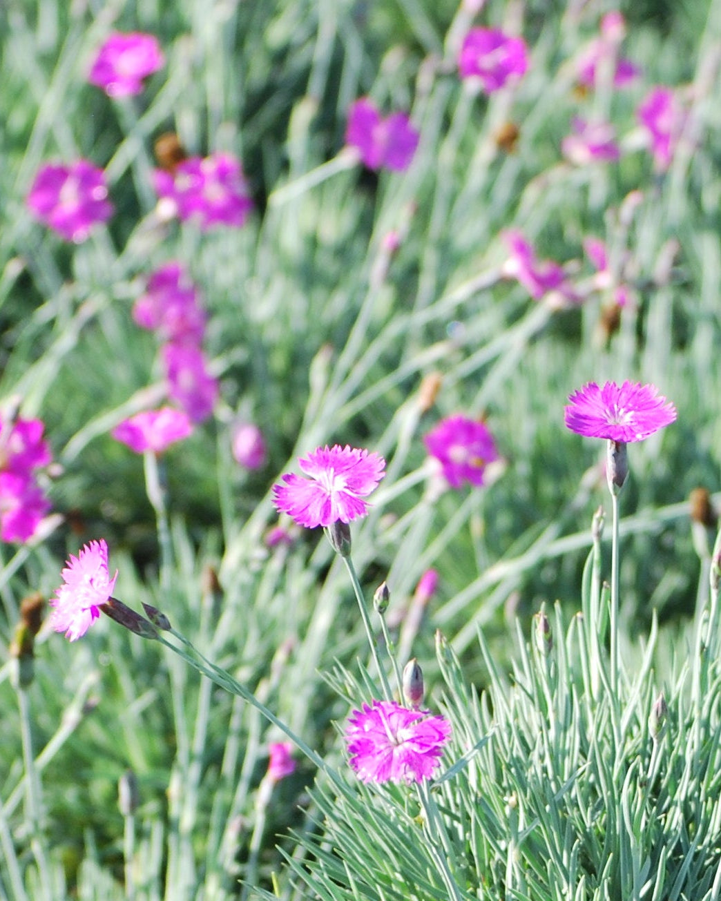 Dianthus gratianopolitanus 'Firewitch' (Garden Pinks)