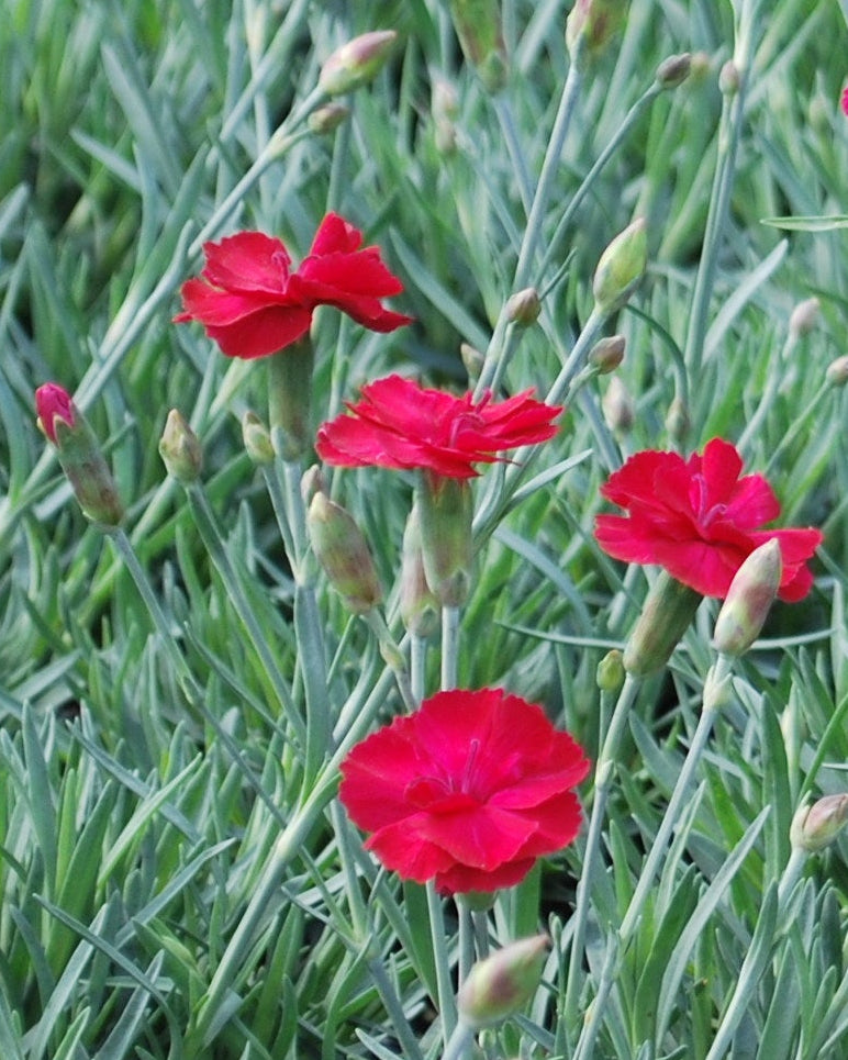 Dianthus allwoodii 'Frosty Fire' (Garden Pinks)