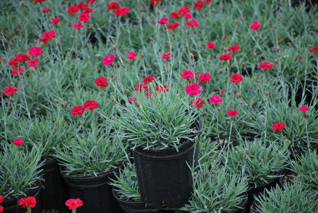 Dianthus allwoodii 'Frosty Fire' (Garden Pinks)