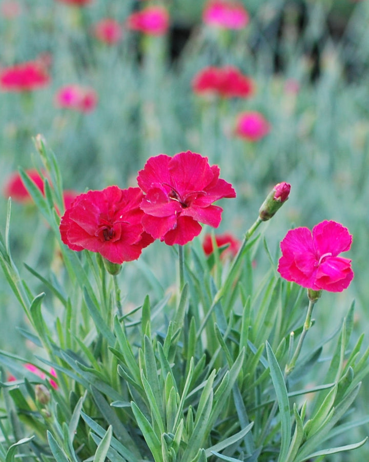 Dianthus allwoodii 'Frosty Fire' (Garden Pinks)