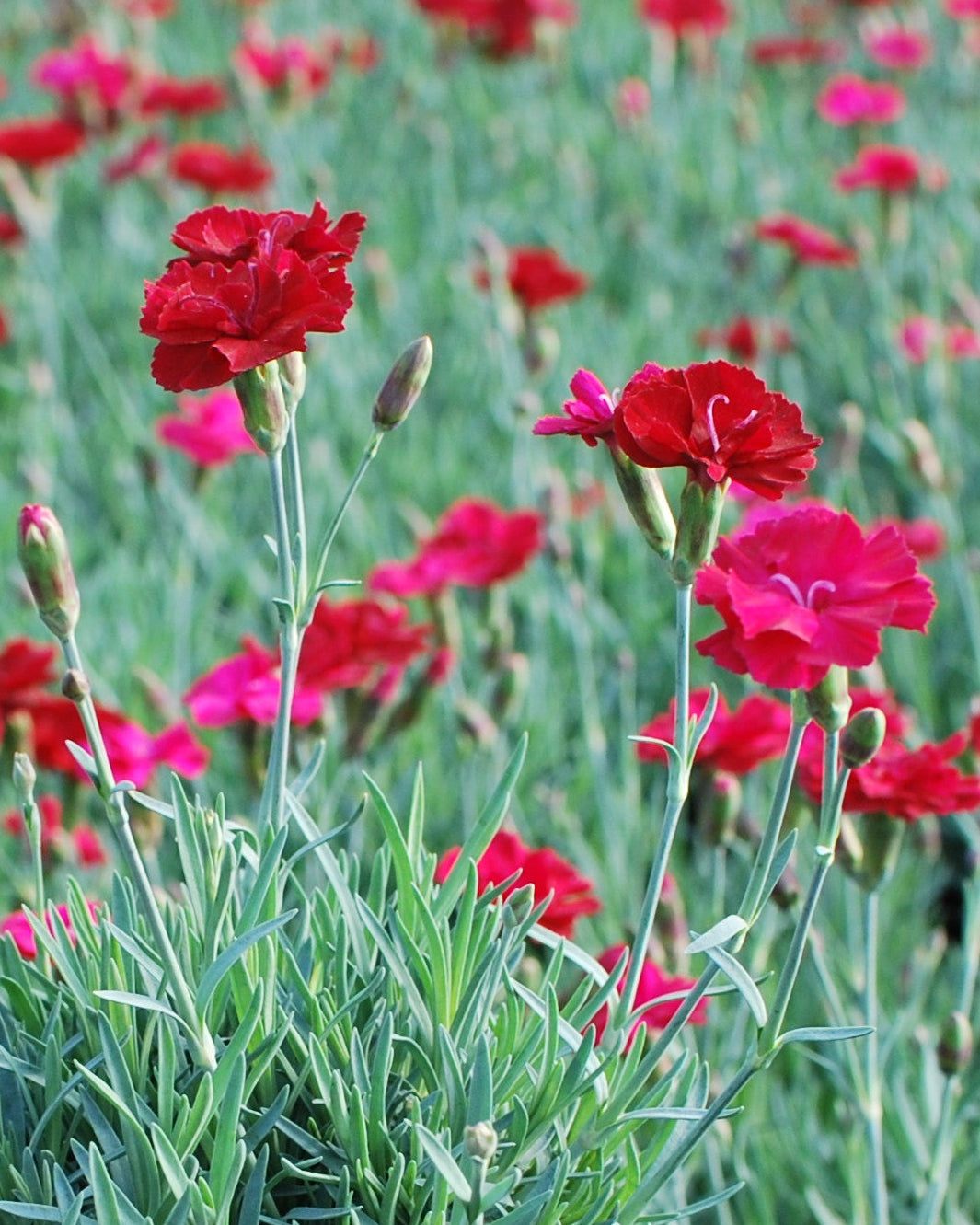 Dianthus allwoodii 'Frosty Fire' (Garden Pinks)