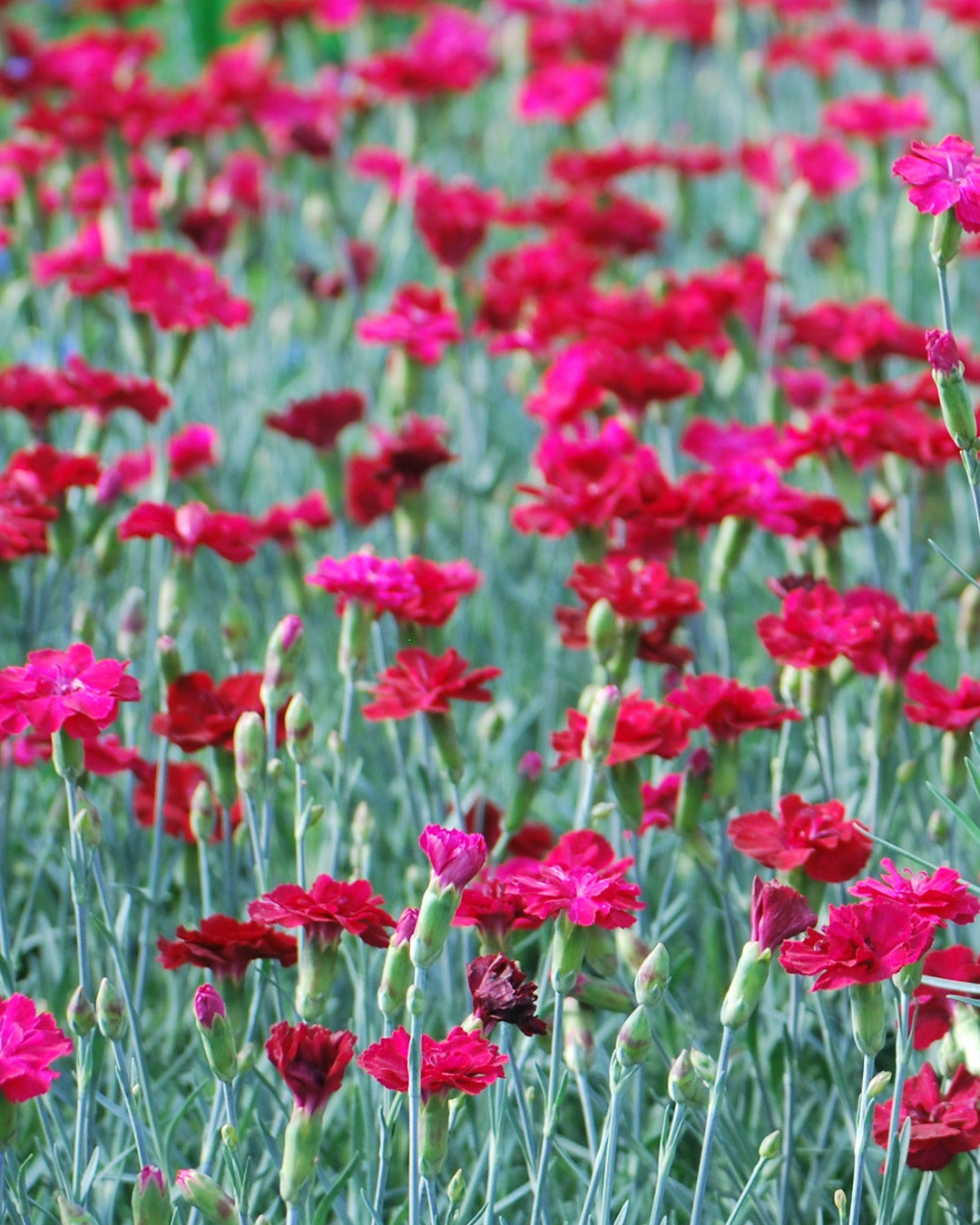 Dianthus allwoodii 'Frosty Fire' (Garden Pinks)