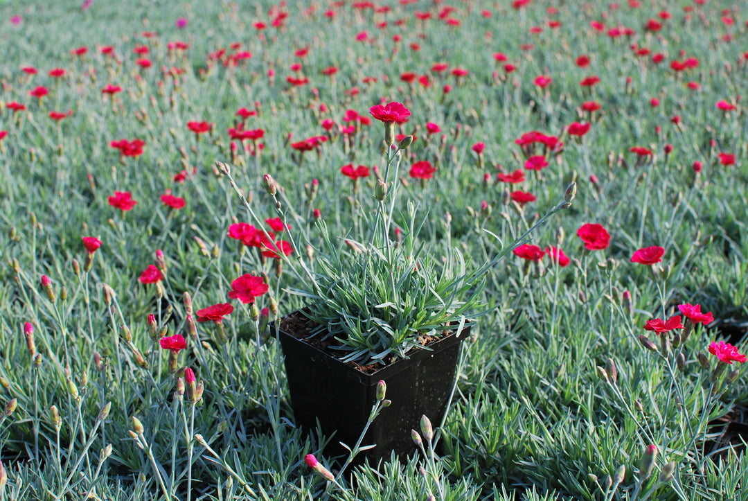 Dianthus allwoodii 'Frosty Fire' (Garden Pinks)