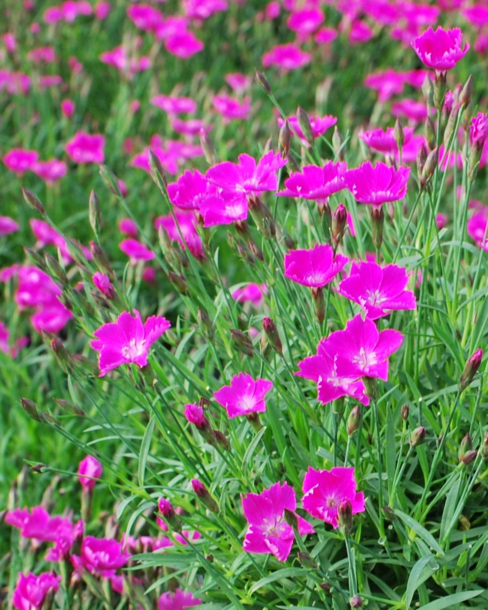 Dianthus × Beauties® ‘Kahori’ (Garden Pinks)