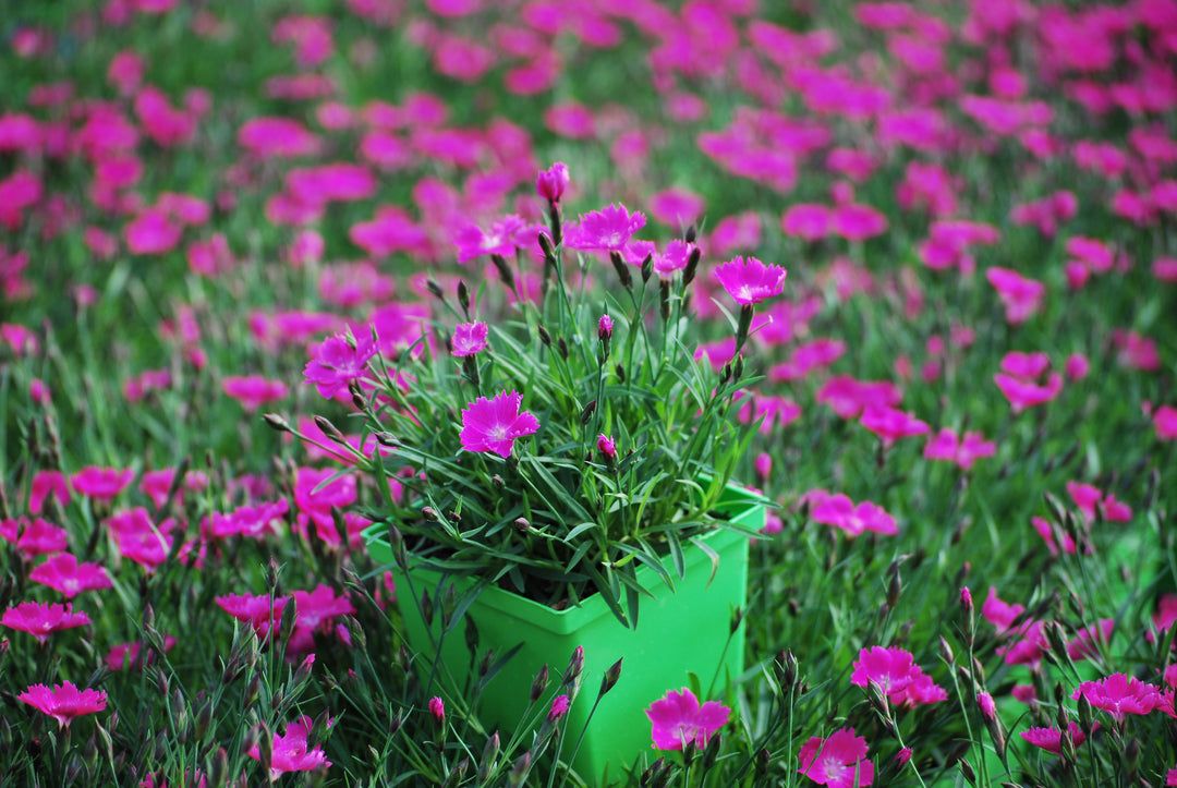 Dianthus × Beauties® ‘Kahori’ (Garden Pinks)