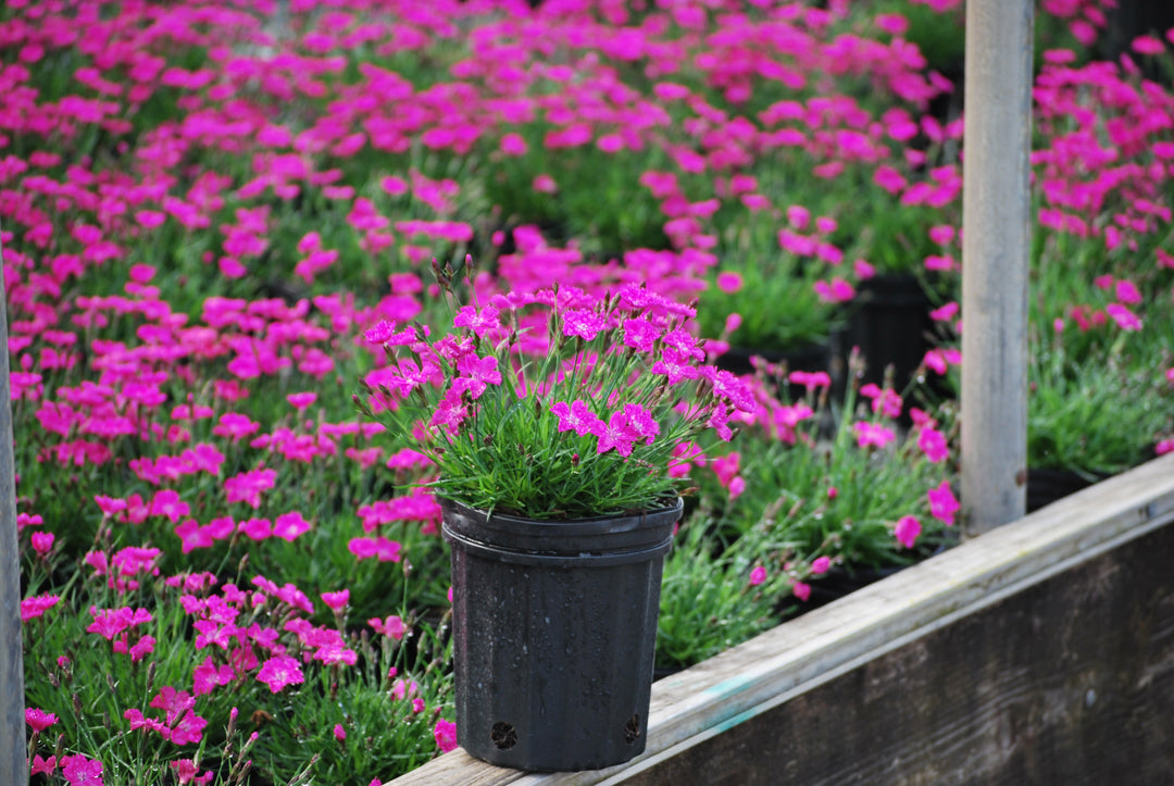 Dianthus × Beauties® ‘Kahori’ (Garden Pinks)
