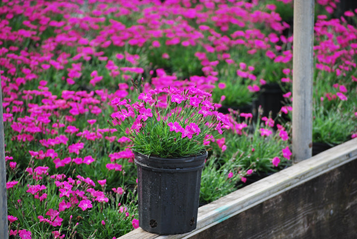 Dianthus × Beauties® ‘Kahori’ (Garden Pinks)