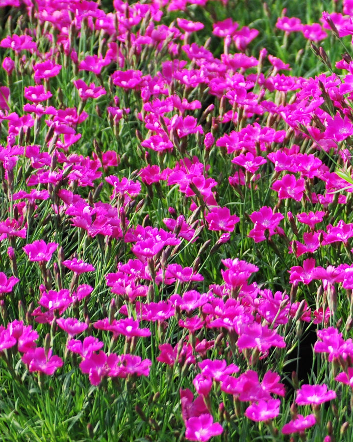 Dianthus × Beauties® ‘Kahori’ (Garden Pinks)