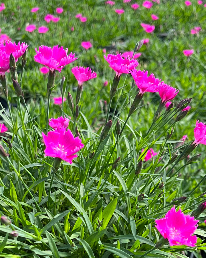 Dianthus × Beauties® ‘Kahori’ (Garden Pinks)