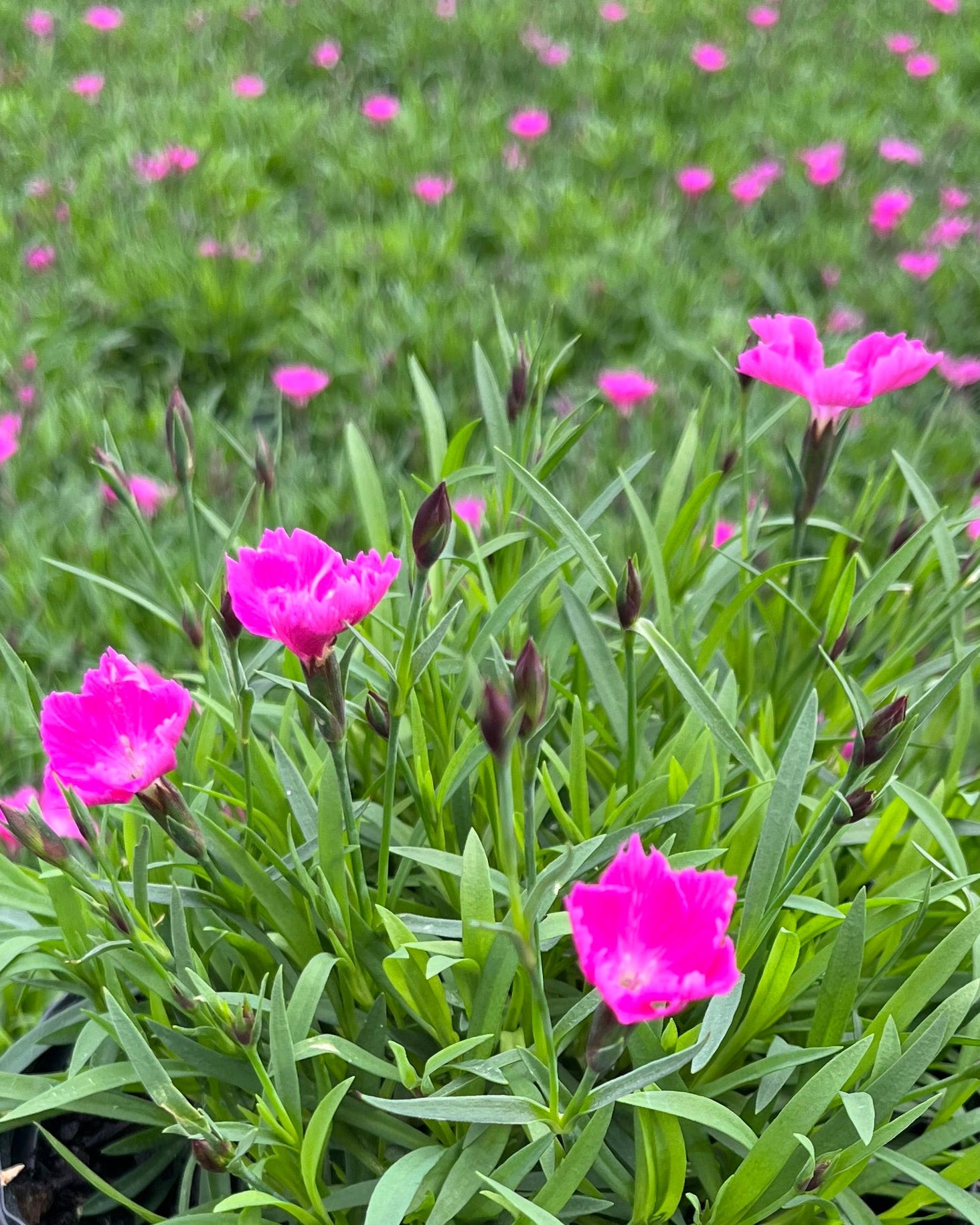 アイカツスターズ ピンクフローラル Dianthus × Beauties® 'Kahori' (Garden Pinks) – Perennial Farm