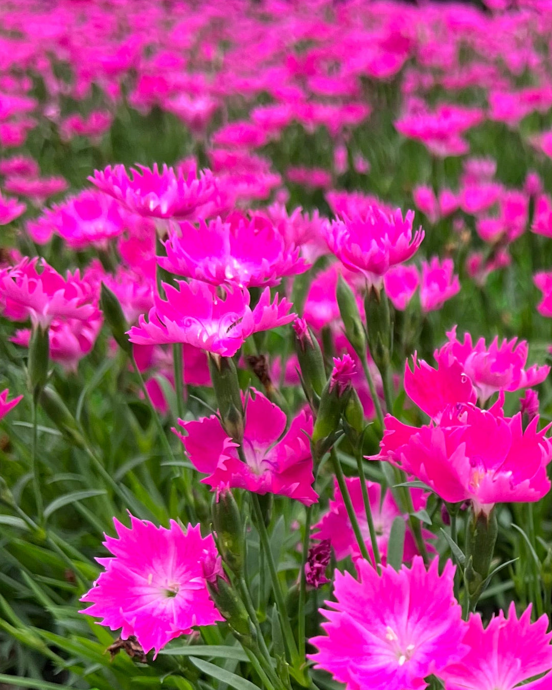 Dianthus × Beauties® ‘Kahori’ (Garden Pinks)