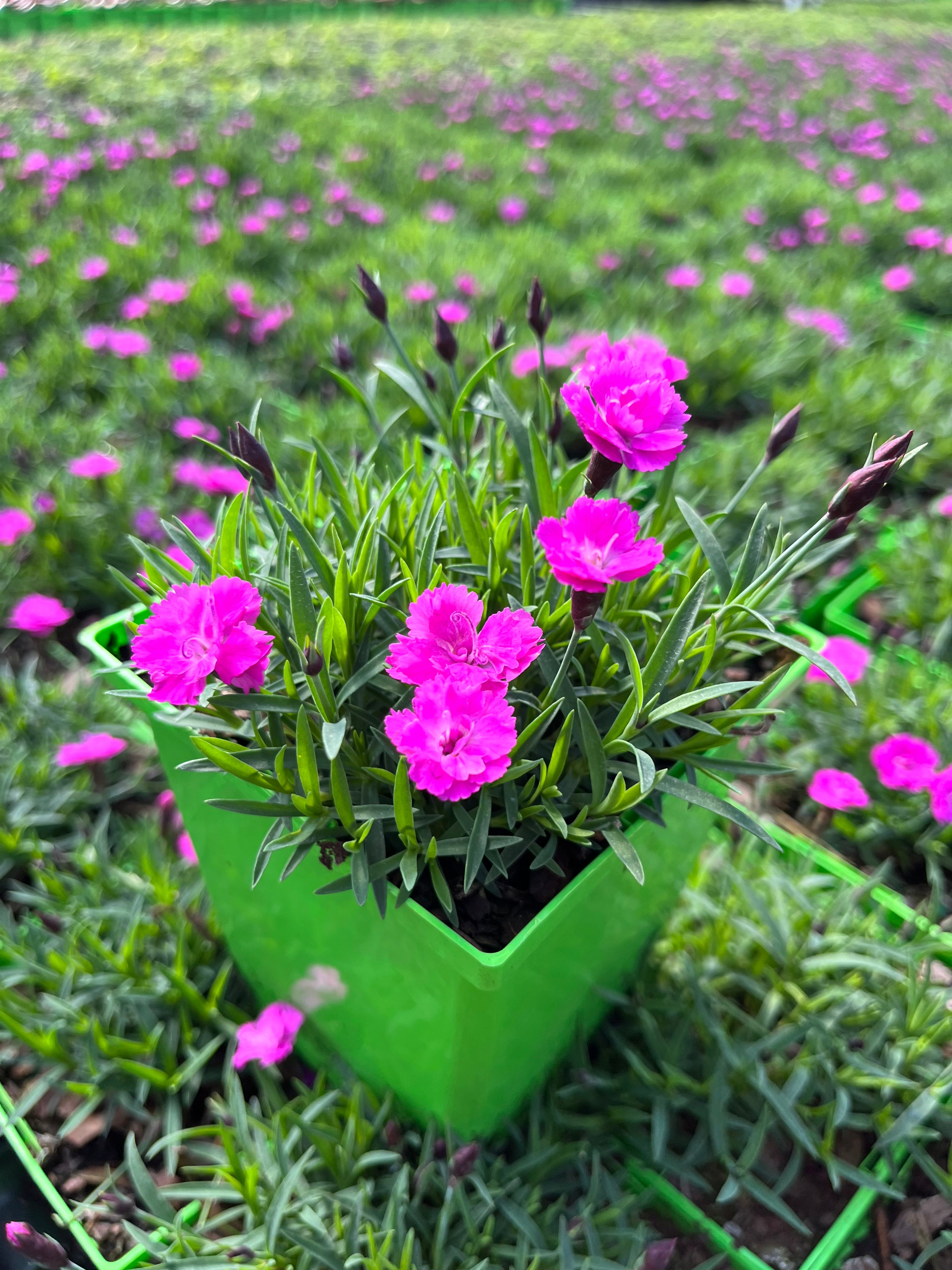 Dianthus x Mountain Frost™ 'Pink Pompom' (Garden Pinks