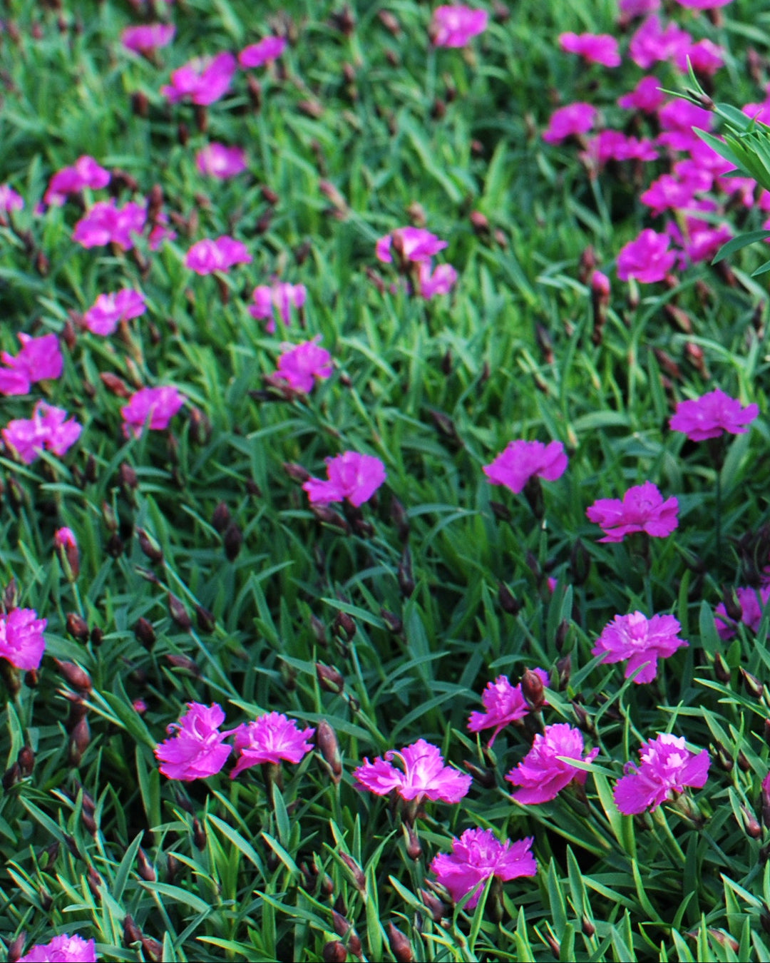 Dianthus x Mountain Frost™ 'Pink Pompom' (Garden Pinks)