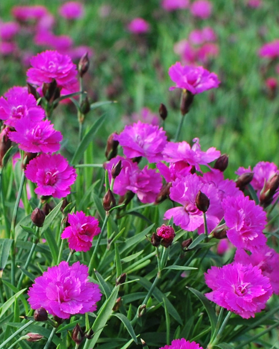 Dianthus x Mountain Frost™ 'Pink Pompom' (Garden Pinks)