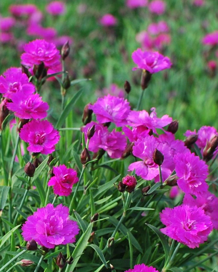 Dianthus x Mountain Frost™ 'Pink Pompom' (Garden Pinks)