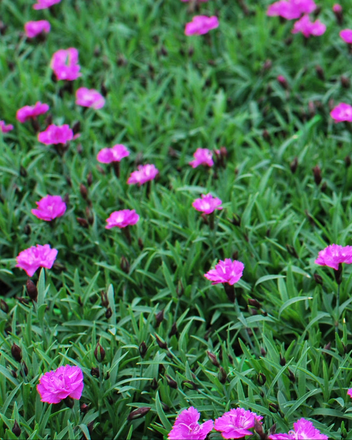 Dianthus x Mountain Frost™ 'Pink Pompom' (Garden Pinks)