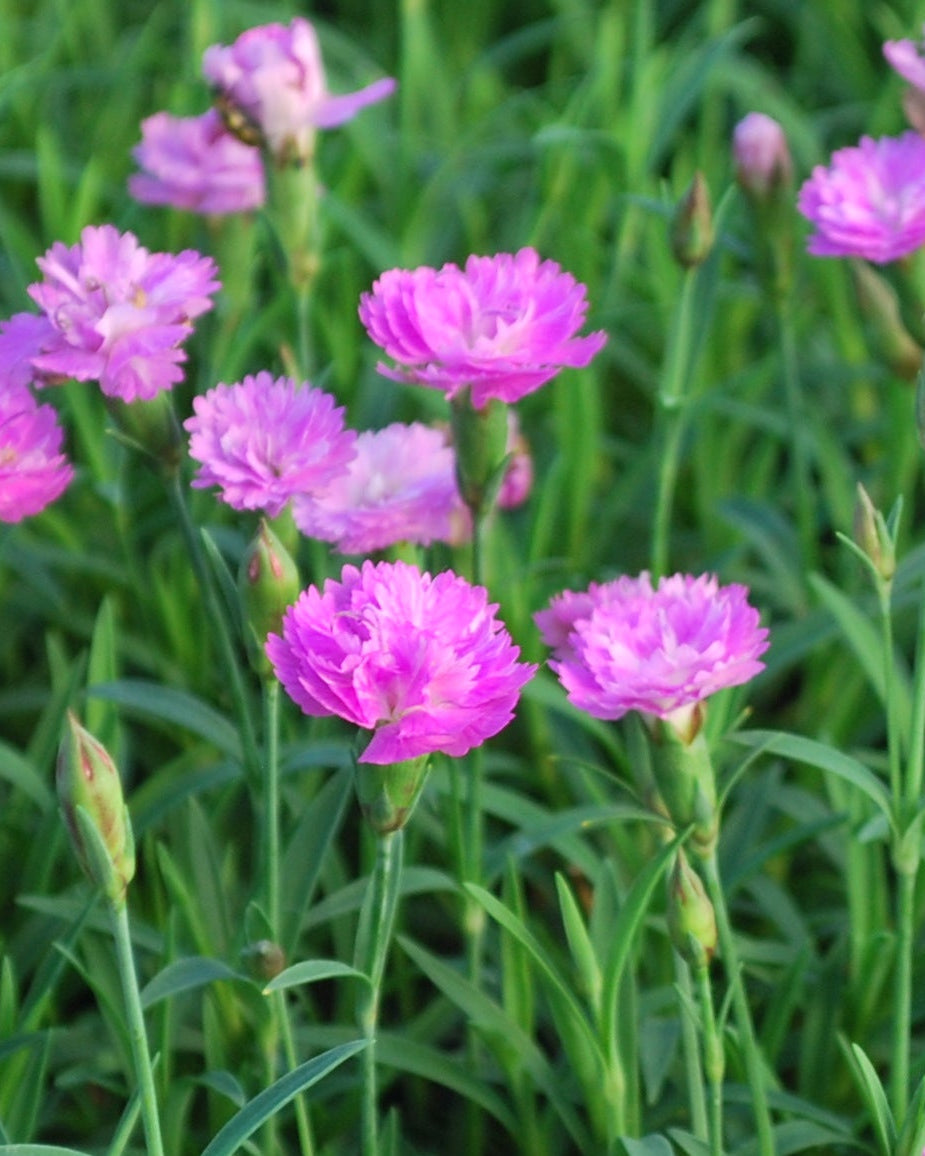 Dianthus x Mountain Frost™ 'Pink Pompom' (Garden Pinks)