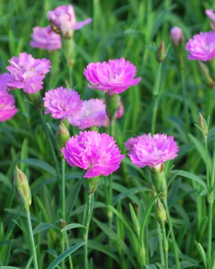 Dianthus x Mountain Frost™ 'Pink Pompom' (Garden Pinks)
