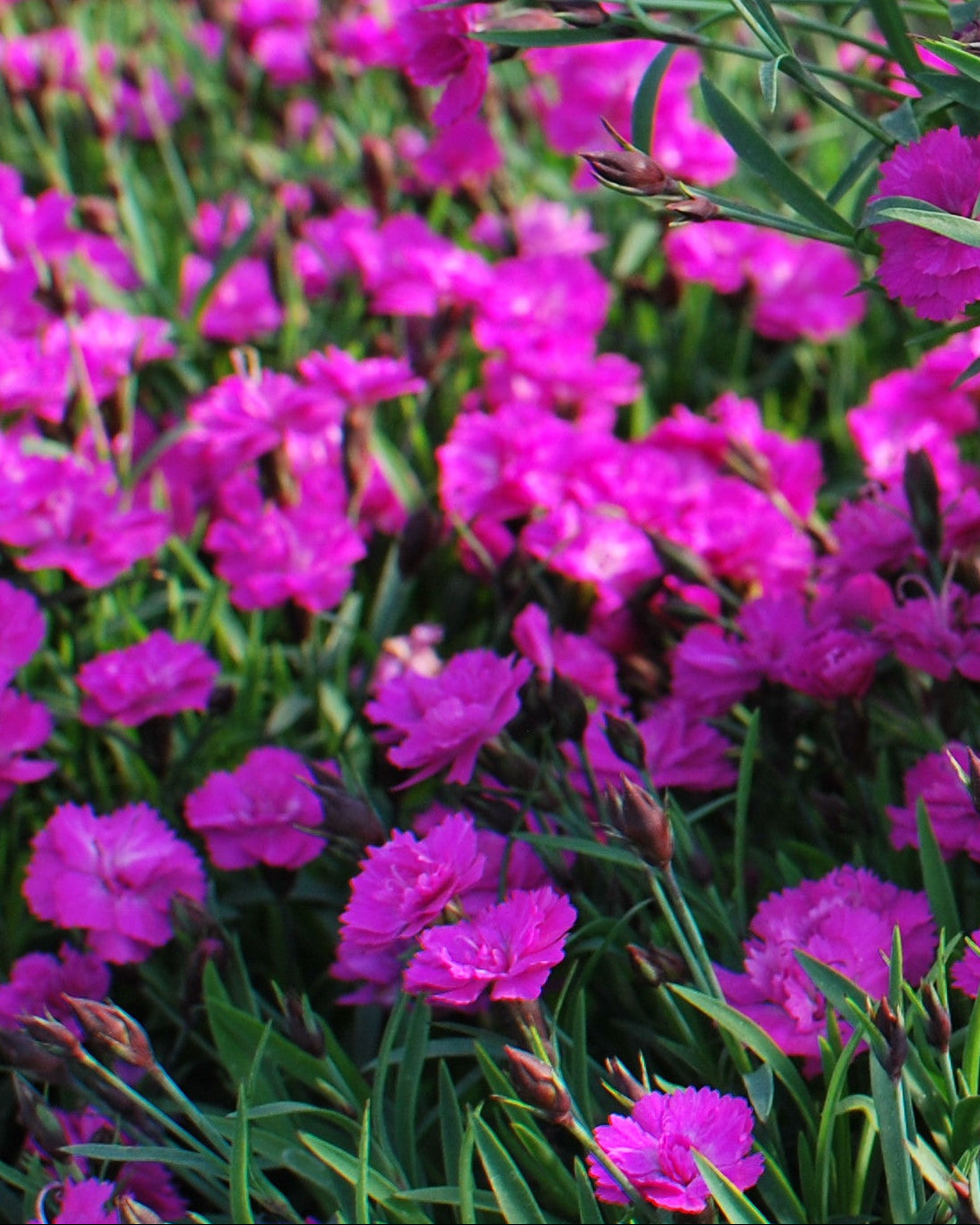 Dianthus x Mountain Frost™ 'Pink Pompom' (Garden Pinks