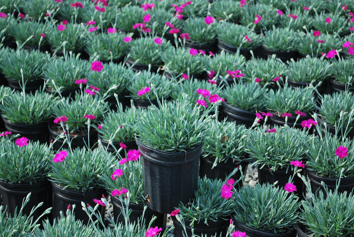Dianthus x STAR SINGLE™ ‘Neon Star’ (Garden Pinks)