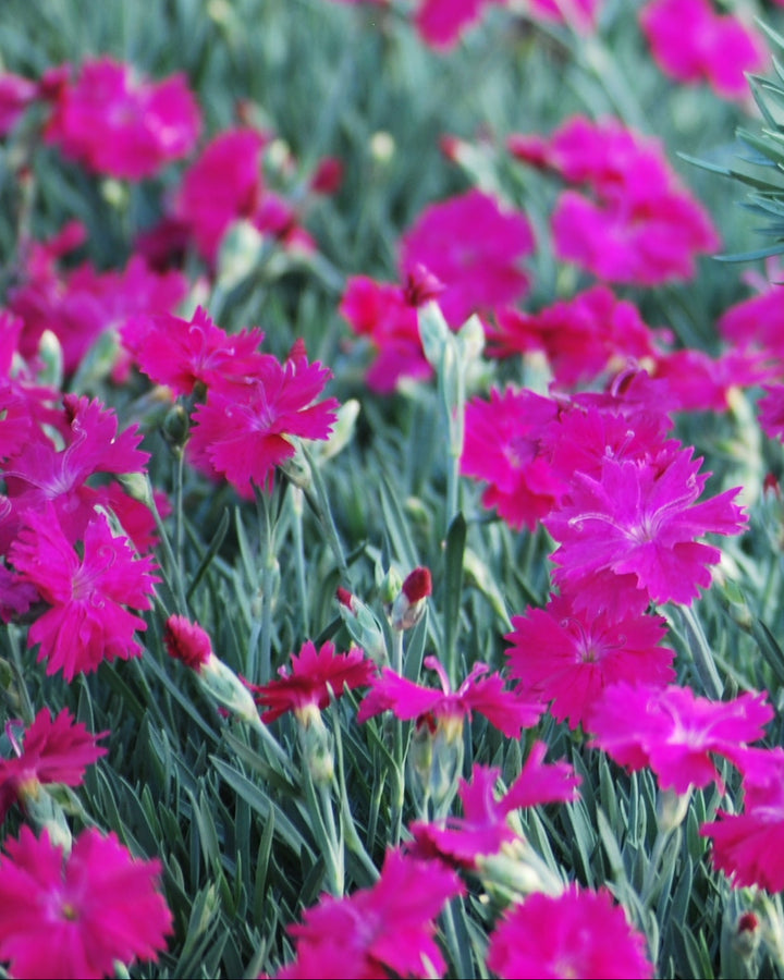 Dianthus x STAR SINGLE™ ‘Neon Star’ (Garden Pinks)
