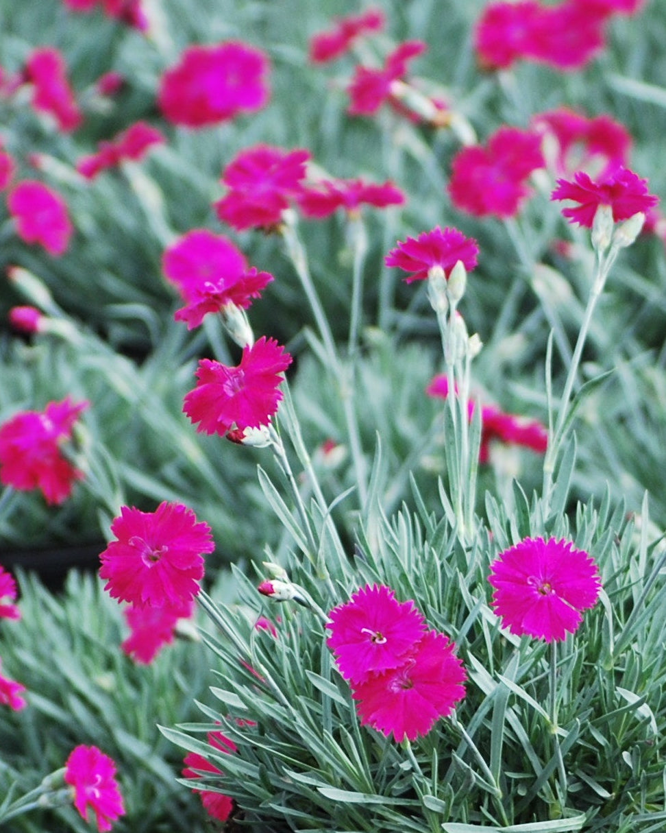 Dianthus x STAR SINGLE™ ‘Neon Star’ (Garden Pinks)