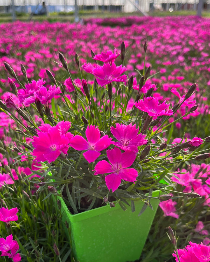 Dianthus x STAR SINGLE™ ‘Neon Star’ (Garden Pinks)