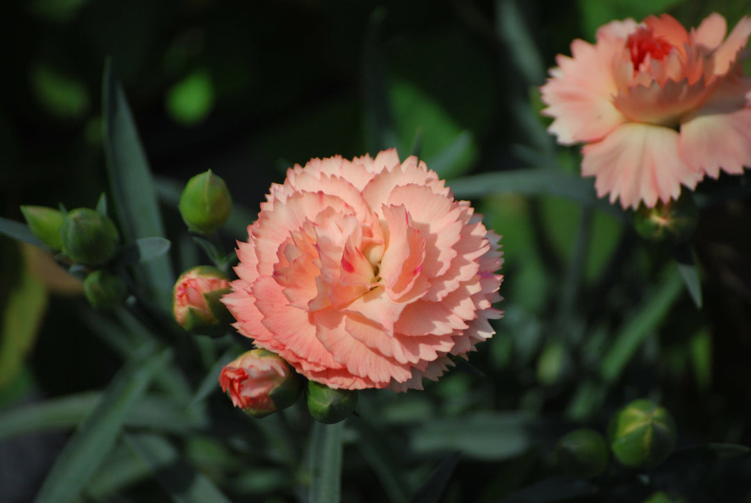Dianthus SuperTrouper™ Orange (Garden Pinks)