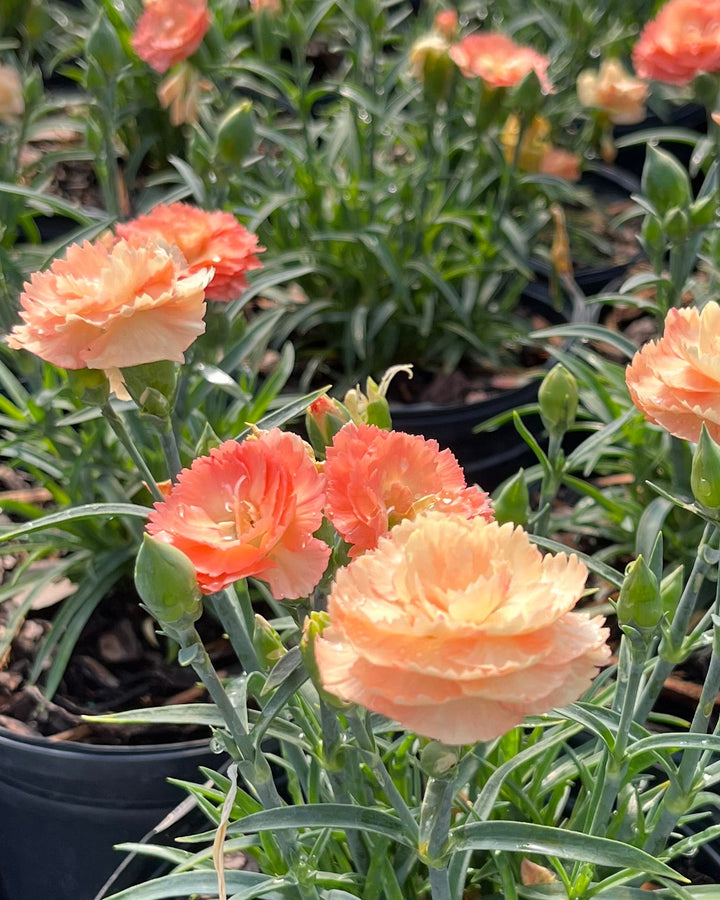 Dianthus SuperTrouper™ Orange (Garden Pinks)