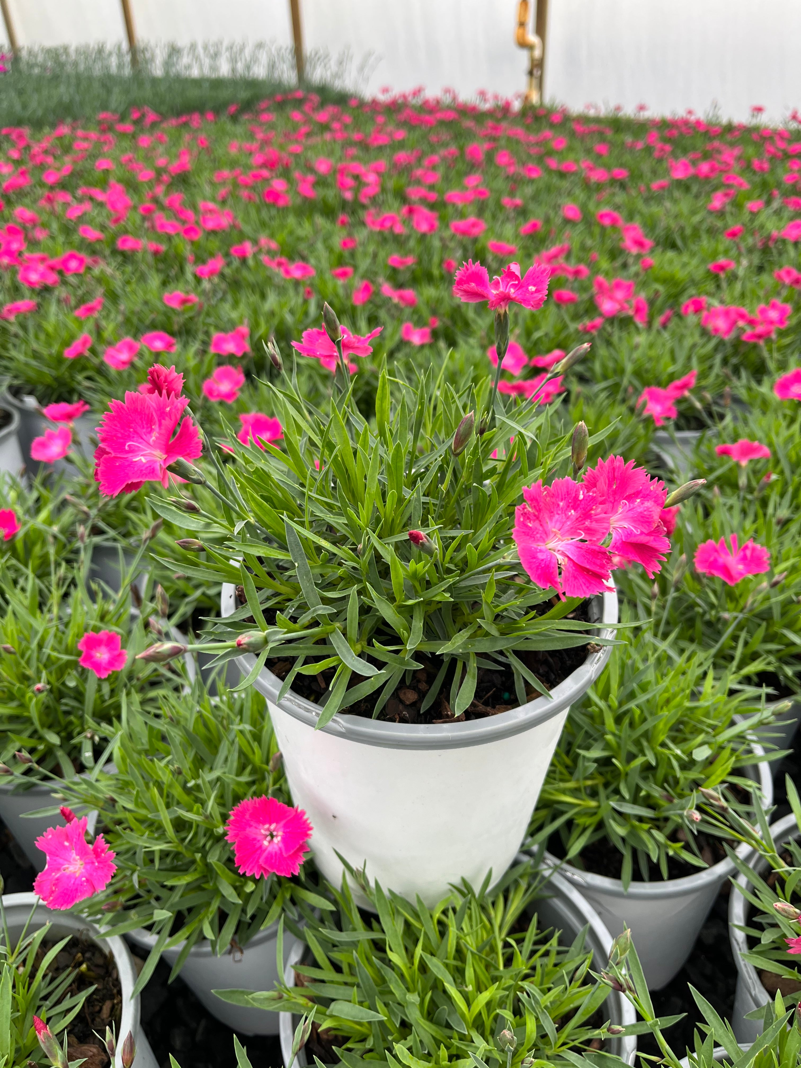 Dianthus Vivid™ Bright Light (Garden Pinks) – Perennial Farm