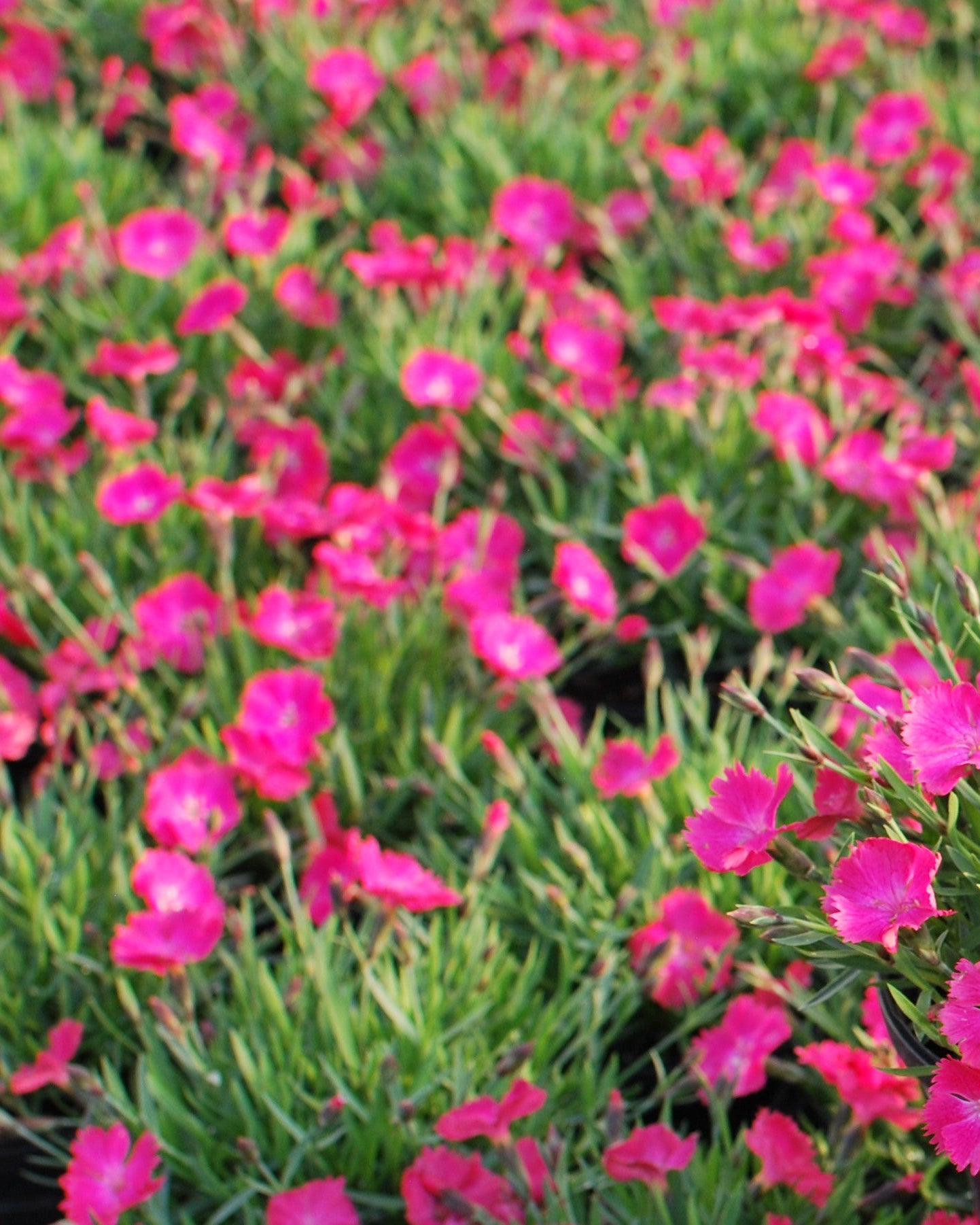 Dianthus Vivid™ Bright Light (Garden Pinks) – Perennial Farm
