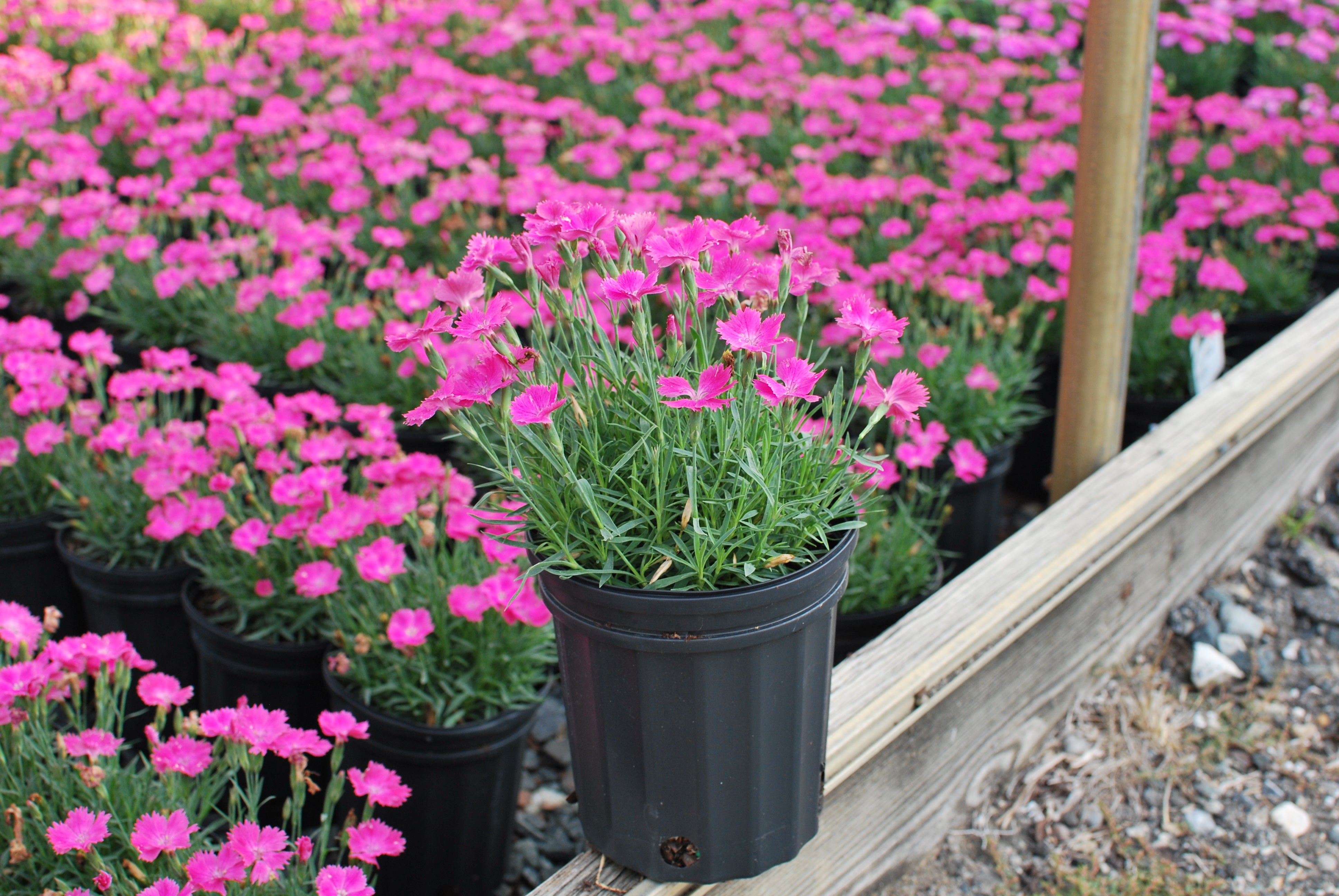 Dianthus Vivid™ Bright Light (Garden Pinks) – Perennial Farm