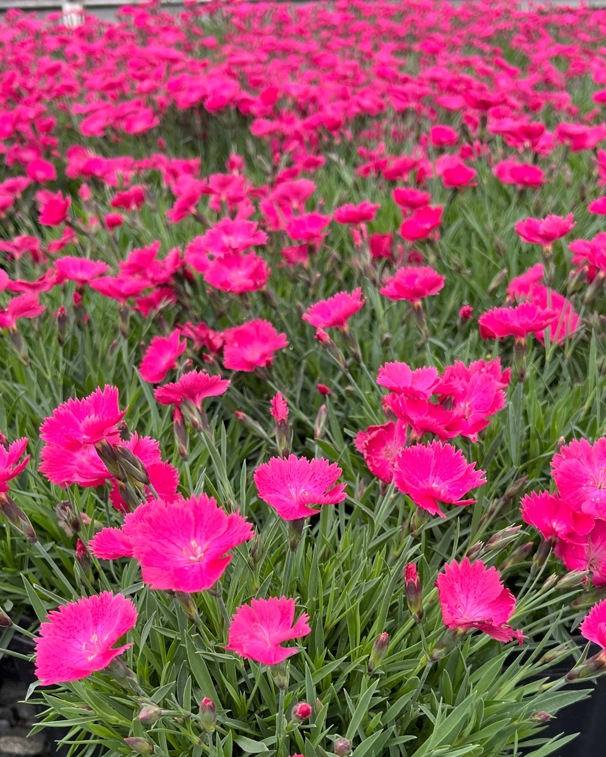gardenpink① Dianthus Vivid™ Bright Light (Garden Pinks) – Perennial Farm