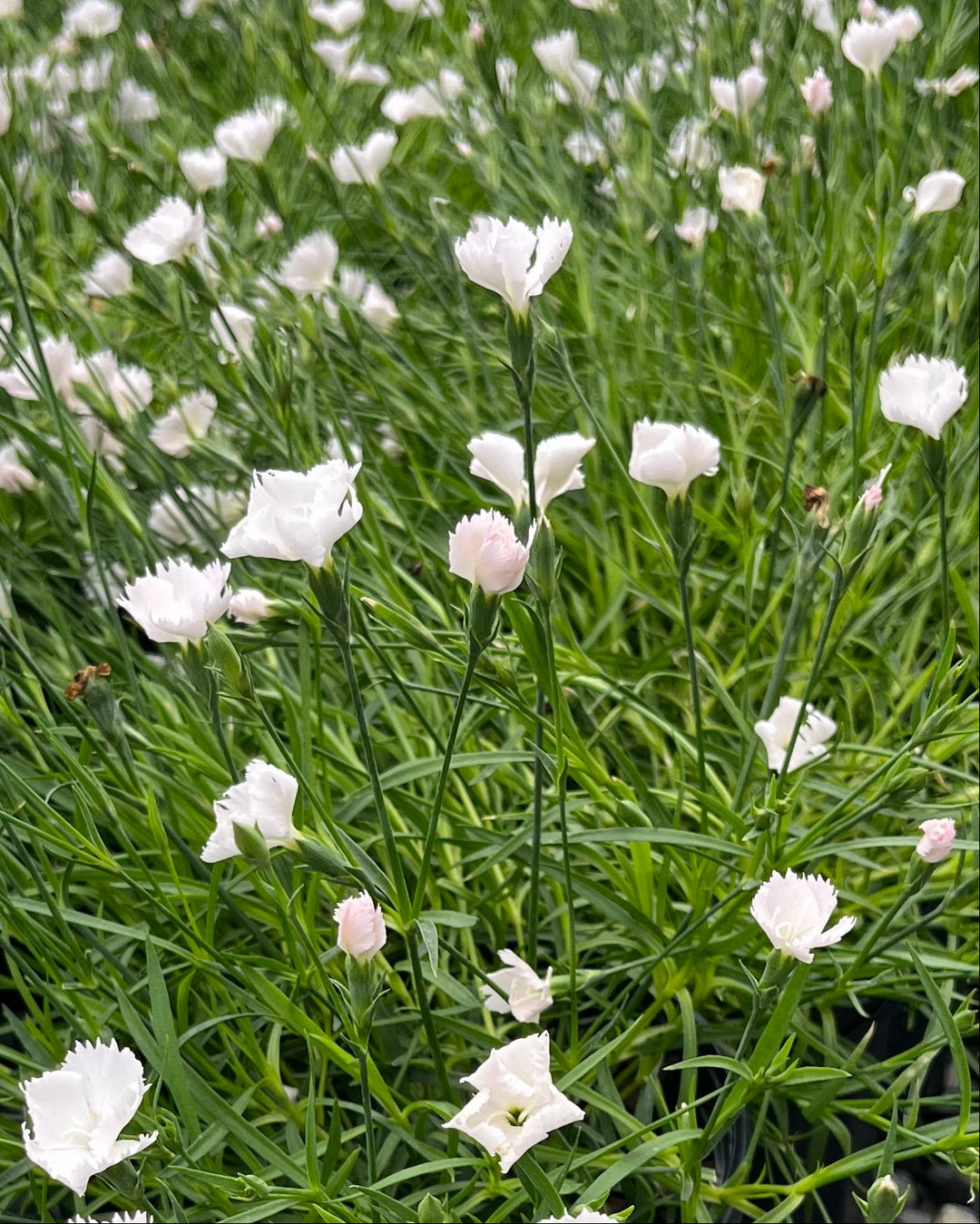 Dianthus x Beauties® 'Annabelle' (Garden Pinks)