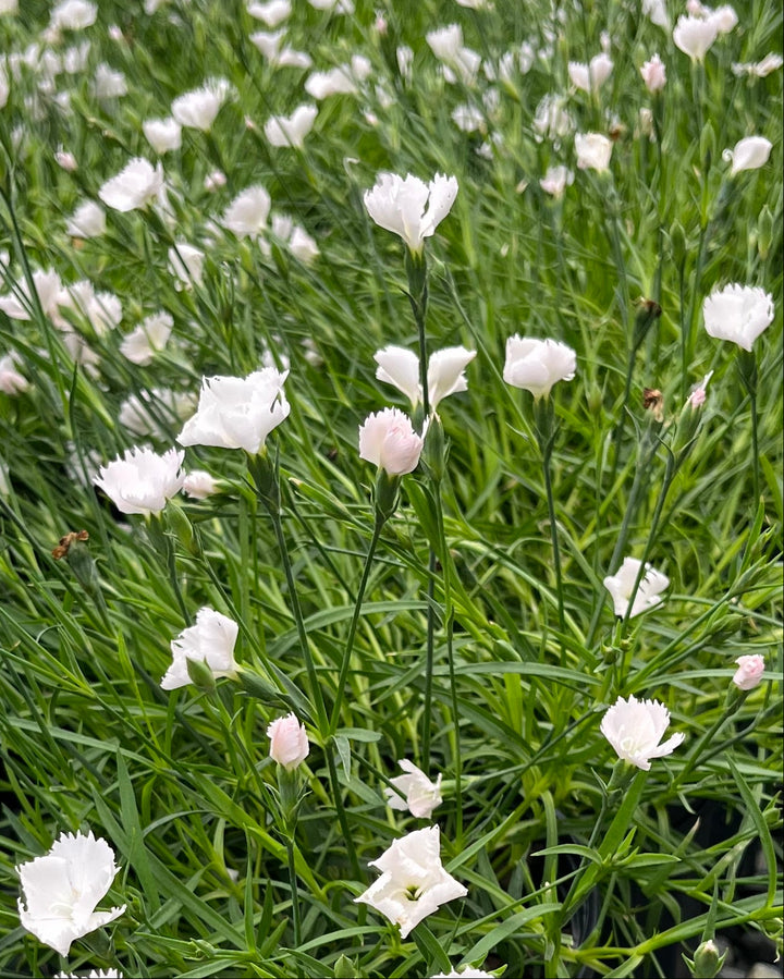 Dianthus x Beauties® 'Annabelle' (Garden Pinks)