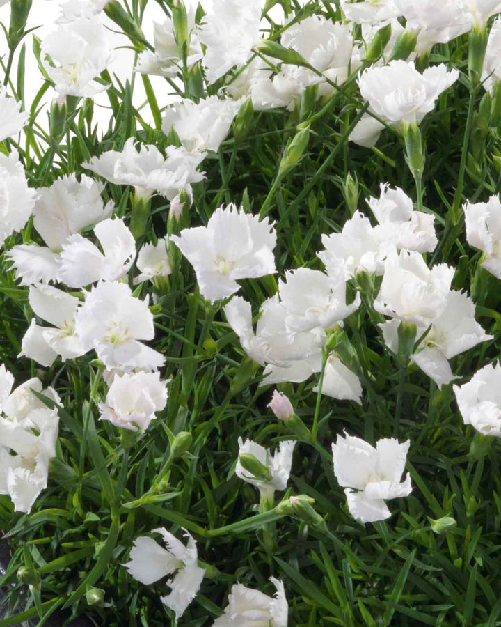 Dianthus x Beauties® 'Annabelle' (Garden Pinks)