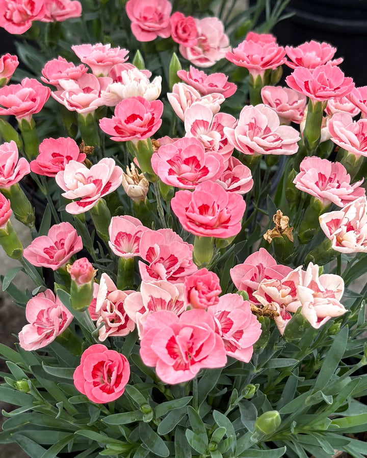 Dianthus x Everlast™ Peach (Garden Pinks)