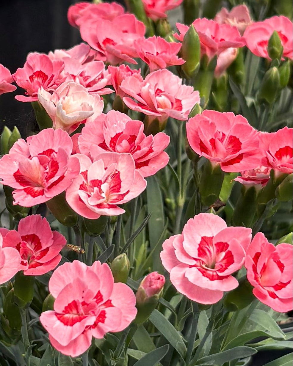 Dianthus x Everlast™ Peach (Garden Pinks)