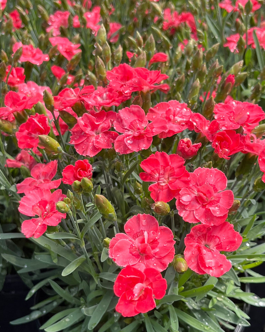 Dianthus x Everlast™ Peach (Garden Pinks)