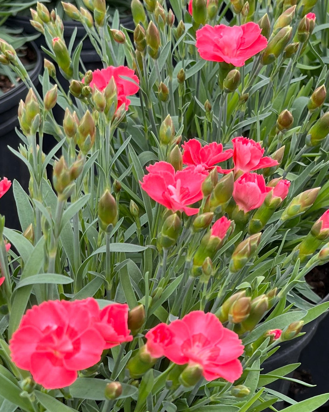 Dianthus x Everlast™ Peach (Garden Pinks) – Perennial Farm Marketplace