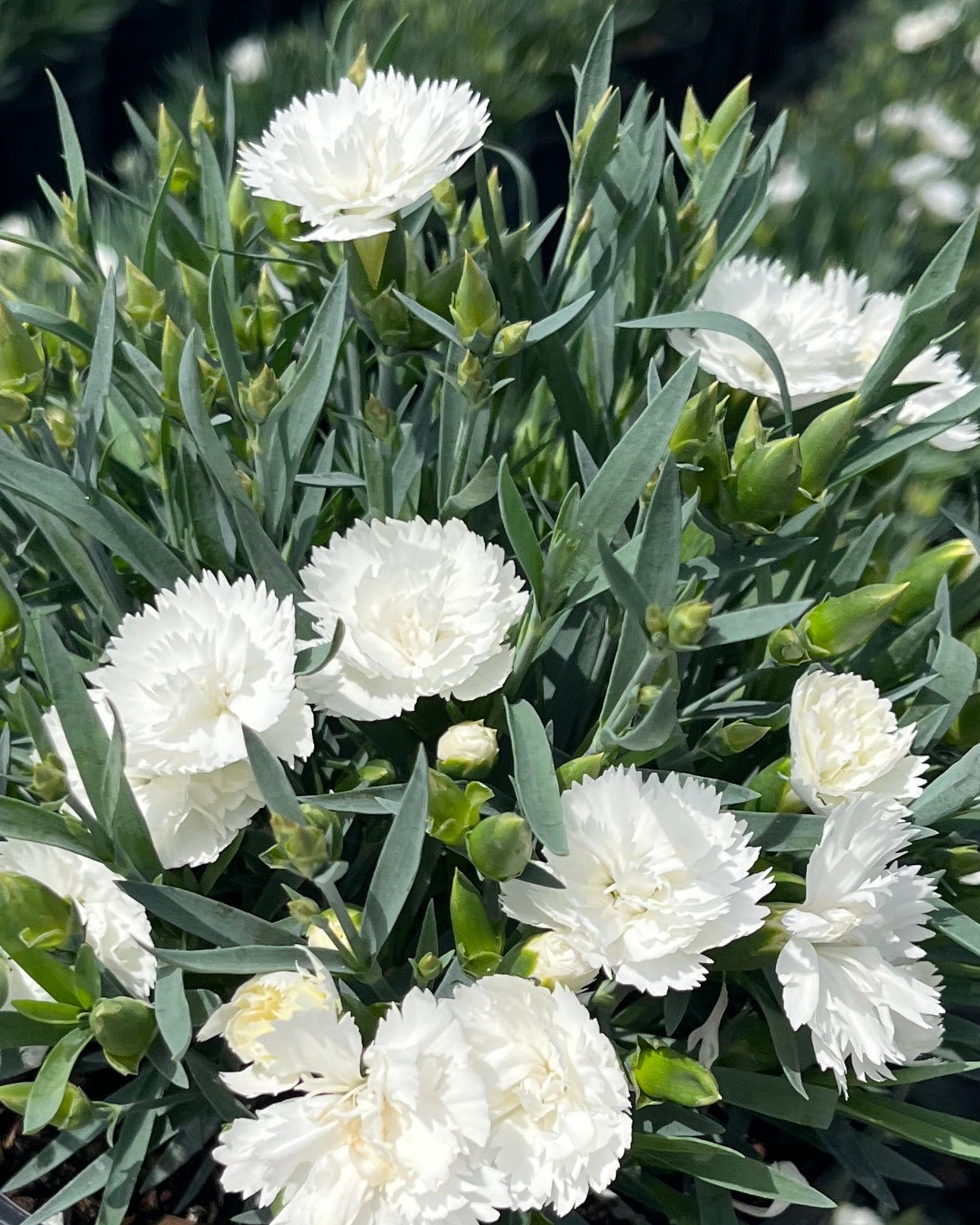 Dianthus x Everlast™ White (Garden Pinks) – Perennial Farm Marketplace