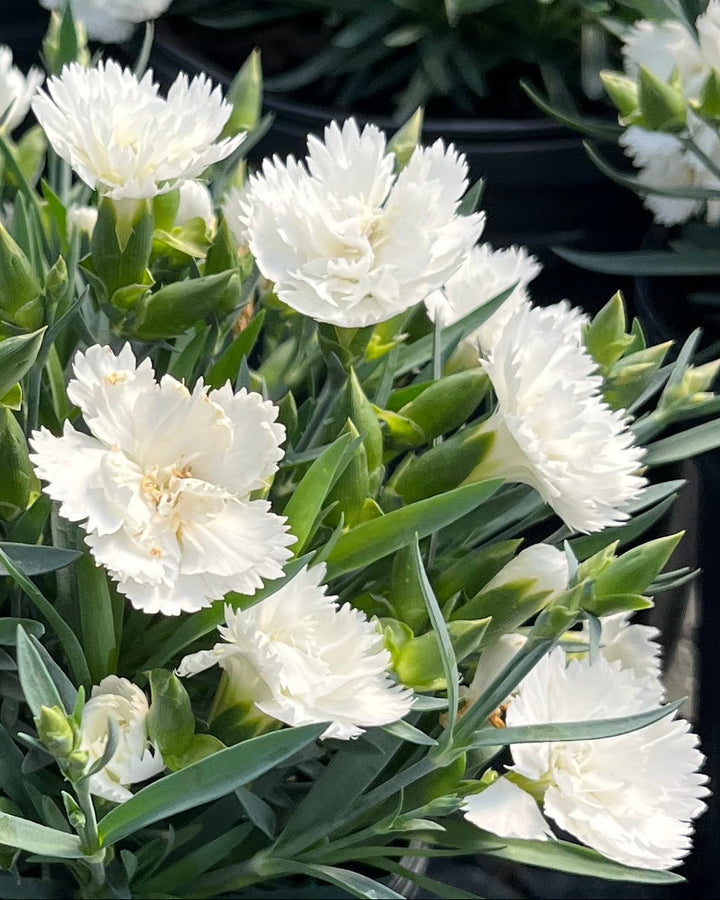 Dianthus x Everlast™ White (Garden Pinks)