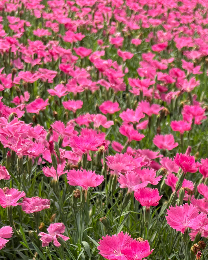 Dianthus Vivid™ Bright Light (Garden Pinks)