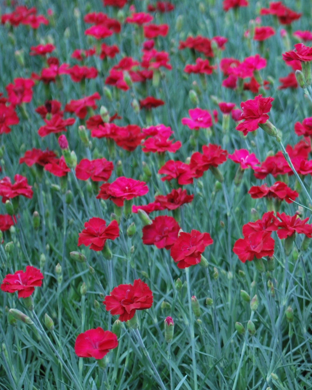 Dianthus allwoodii 'Frosty Fire' (Garden Pinks)