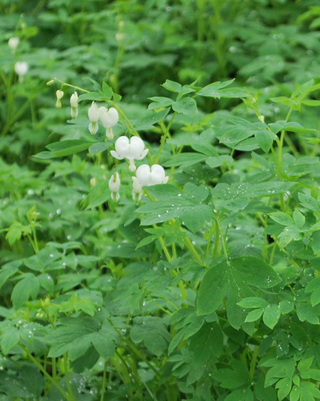 Dicentra spectabilis 'Alba' (Old Fashioned Bleeding Heart)
