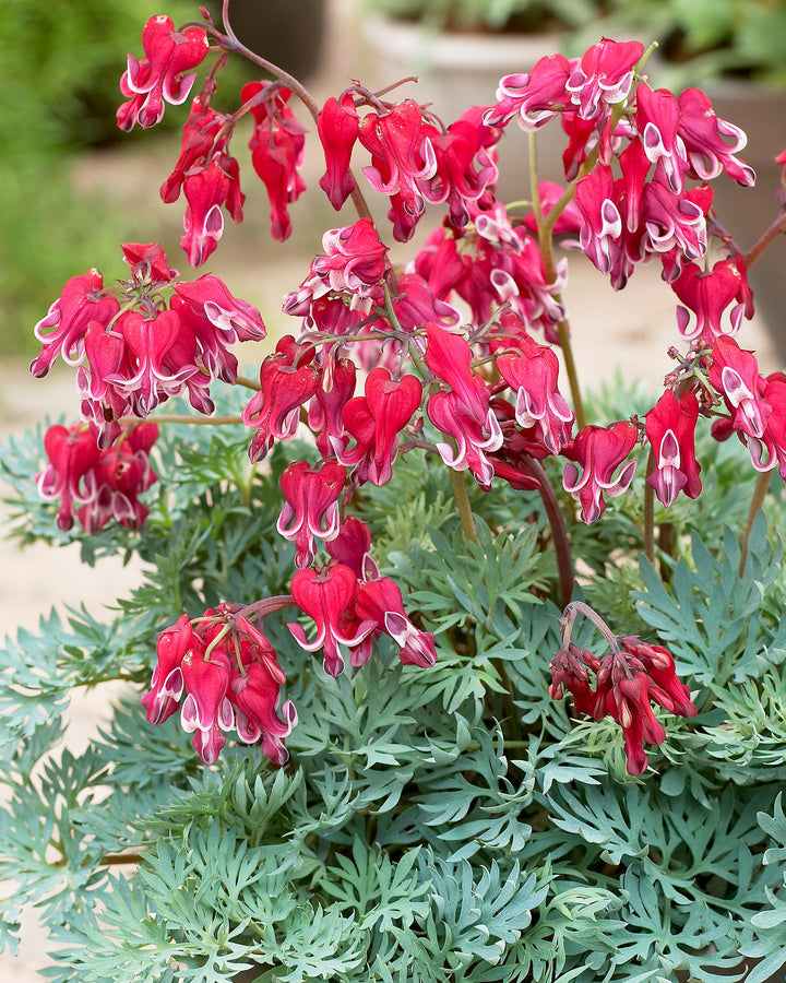 Dicentra x ‘Burning Hearts’ (Fringed Bleeding Heart)